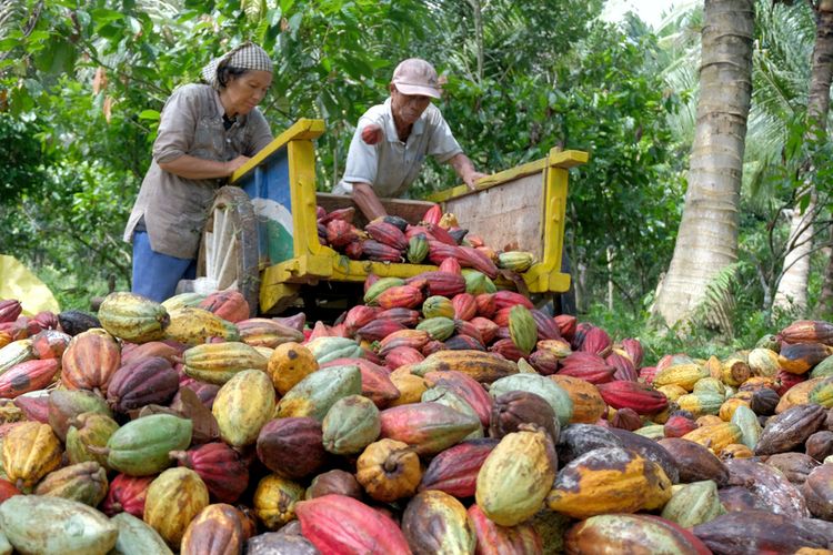 Cara Jitu Lindungi Kebun Kakao Tanpa Pestisida